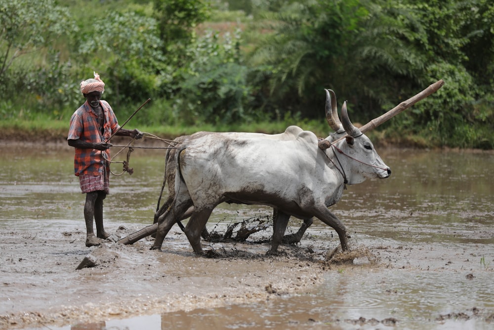 man in red shirt standing beside cow during daytime