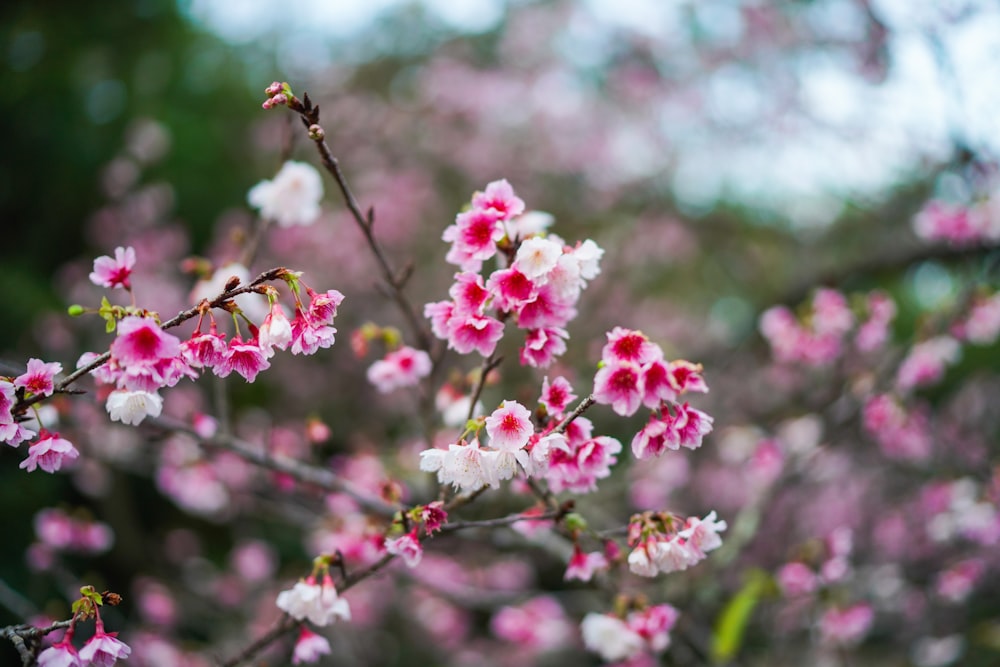 pink and white flowers are blooming on a tree