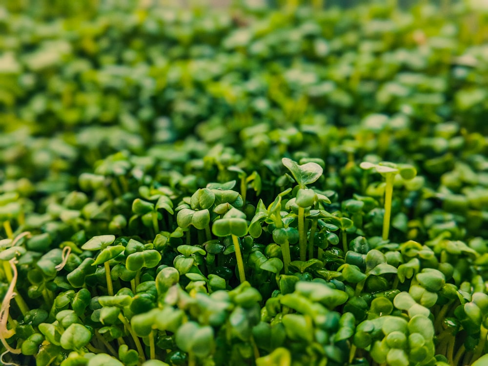 a close up of a bunch of green plants