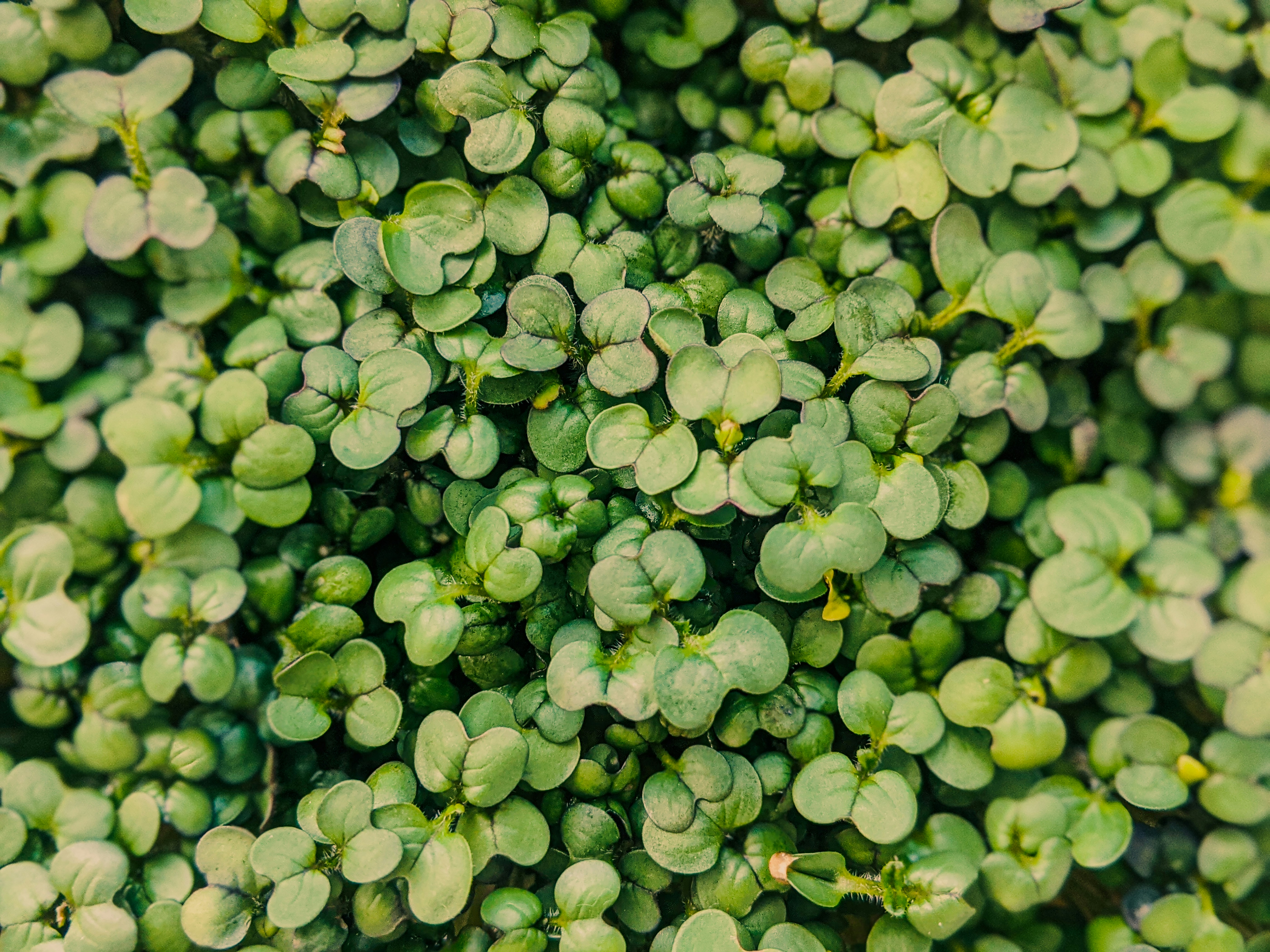 green leaves with water droplets