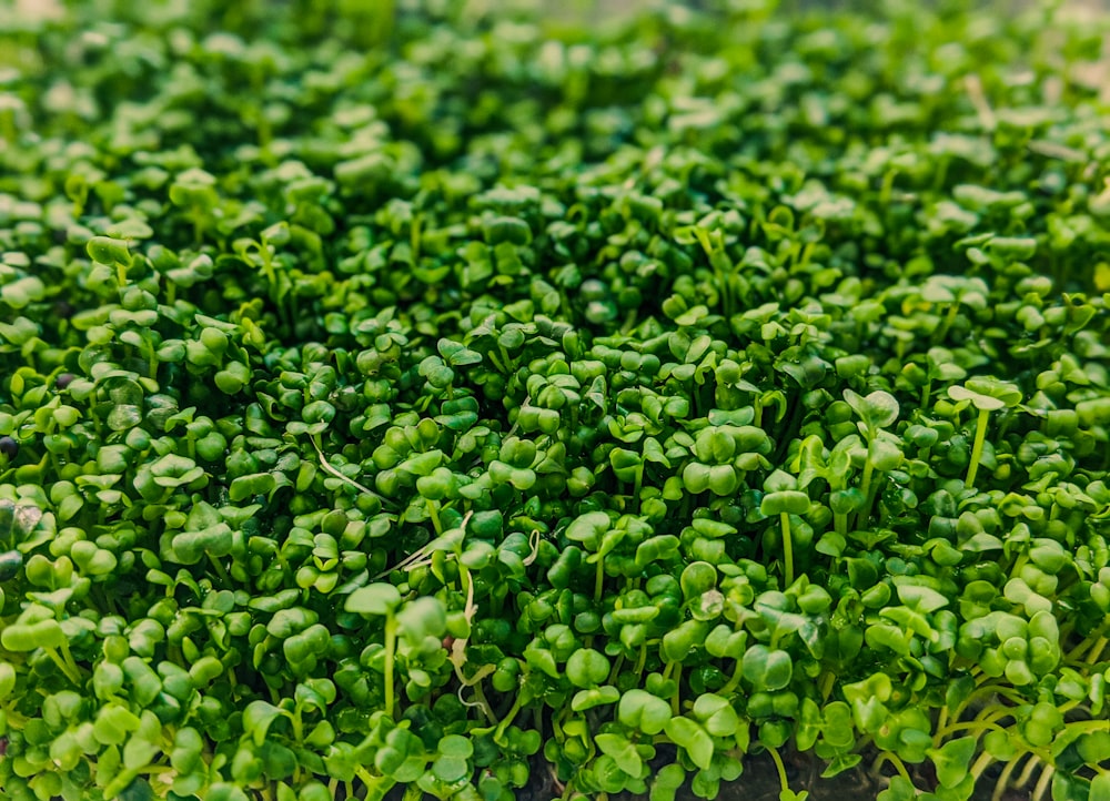 a bunch of green plants that are growing together