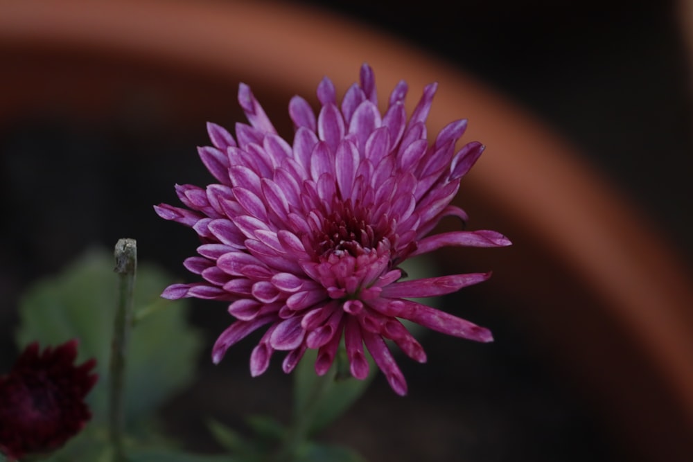 a close up of a purple flower in a pot