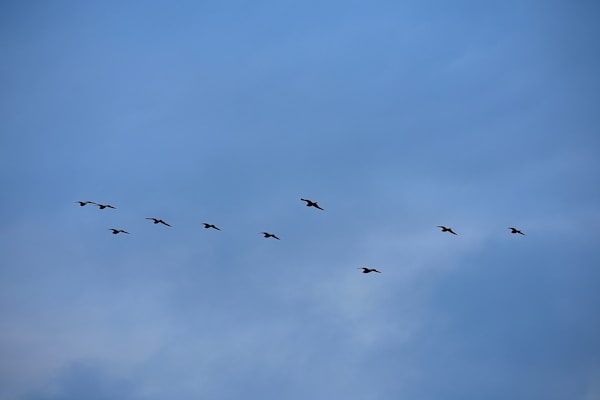 A formation of birds is flying across a clear blue sky. The birds are silhouetted against the backdrop, suggesting they are flying in a coordinated pattern.