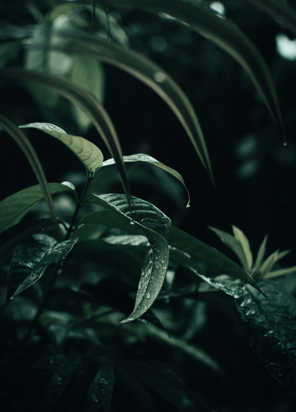 a close up of a plant with leaves