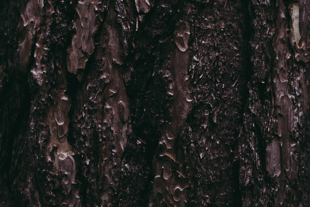 a close up of the bark of a tree