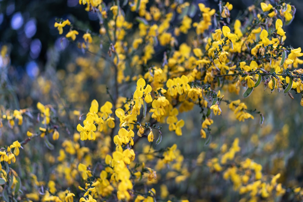 a close up of a bush with yellow flowers