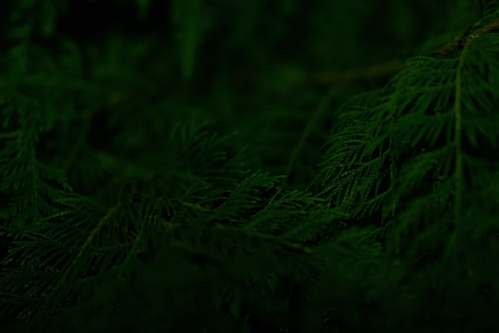 a close up of a green tree branch