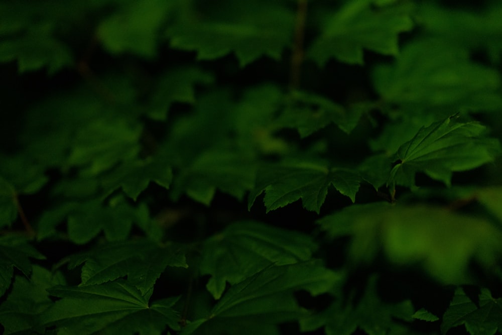 a close up of a green leafy plant