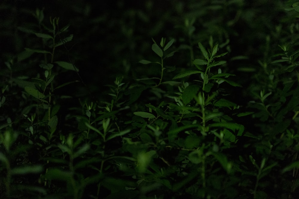 a close up of a bush with green leaves