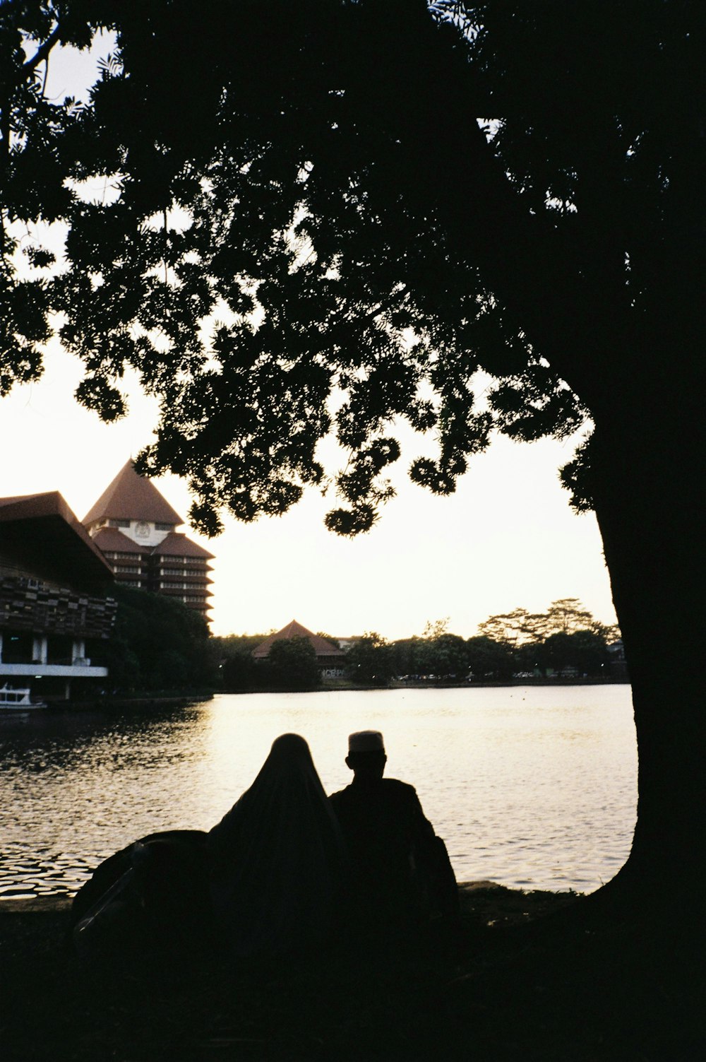 a person sitting under a tree next to a body of water