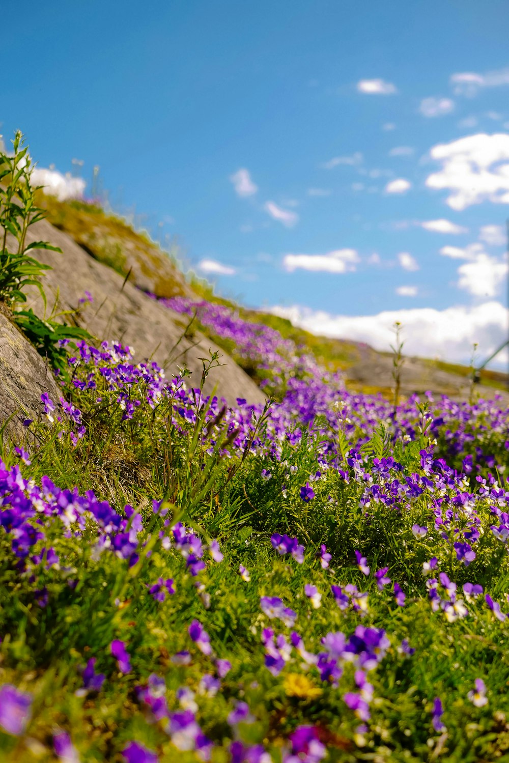 Flores púrpuras que crecen en una ladera rocosa bajo un cielo azul