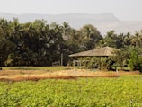 A rustic hut is surrounded by lush green fields and dense groves of palm trees, with a backdrop of distant mountains under a clear sky.