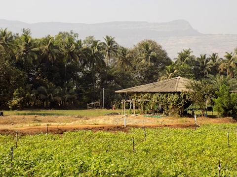 Inviting agritourism homestay surrounded by fruit trees and lush greenery.