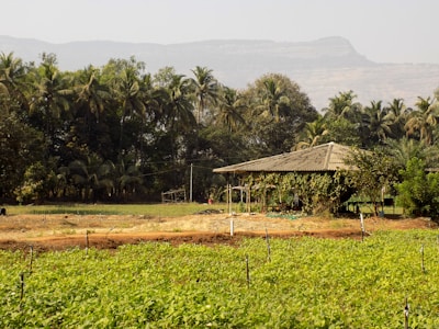 A rustic hut is surrounded by lush green fields and dense groves of palm trees, with a backdrop of distant mountains under a clear sky.