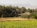 A rustic hut is surrounded by lush green fields and dense groves of palm trees, with a backdrop of distant mountains under a clear sky.