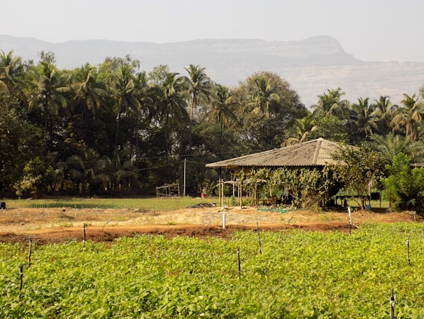 Luxury bungalow surrounded by lush avocado and mango orchards with mountain backdrop.