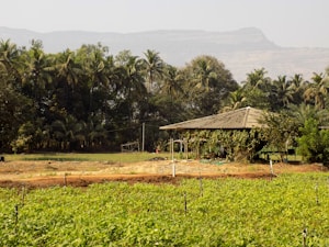 A rustic hut is surrounded by lush green fields and dense groves of palm trees, with a backdrop of distant mountains under a clear sky.