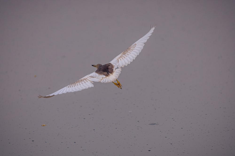 pájaro blanco volando durante el día