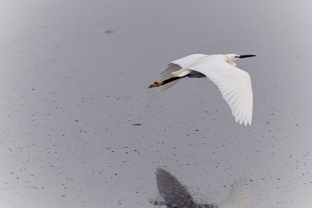 a white bird flying over a body of water