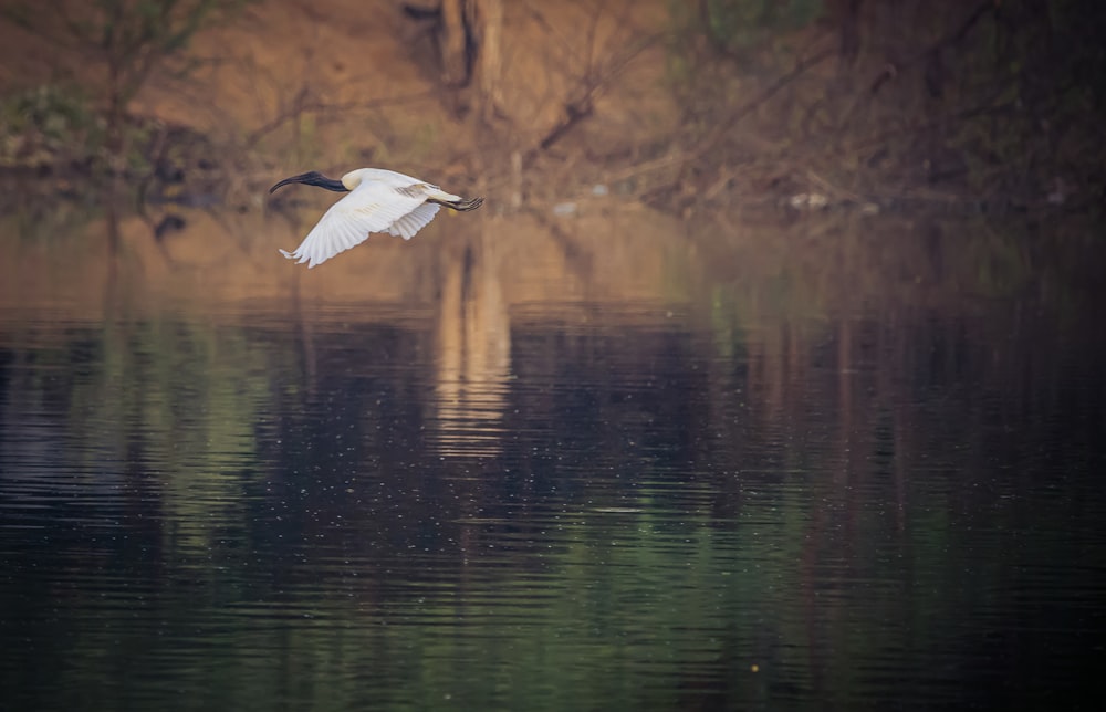 white bird flying over the lake during daytime