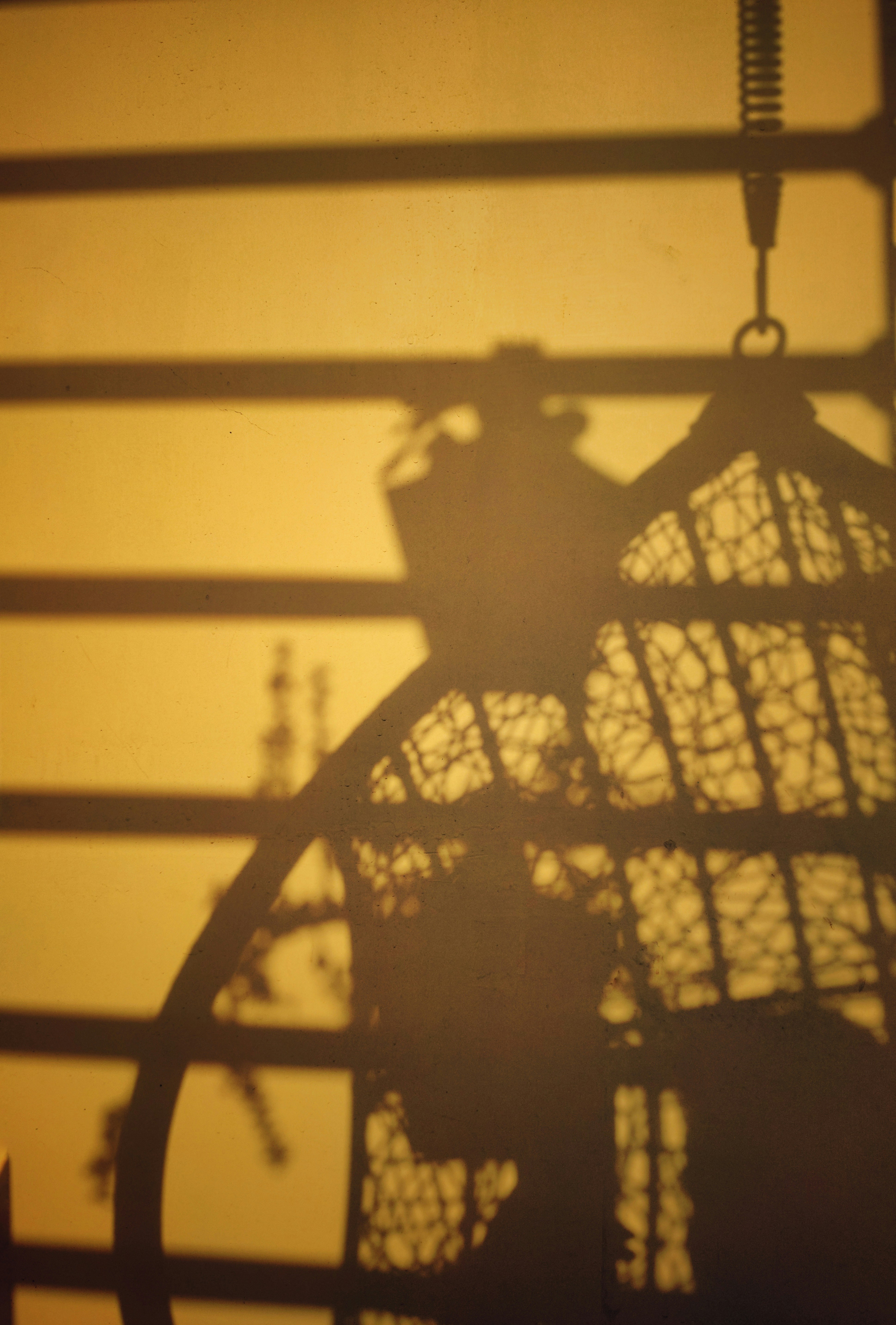 A shadow of a bird in a cage photo – Free Plants Image on Unsplash