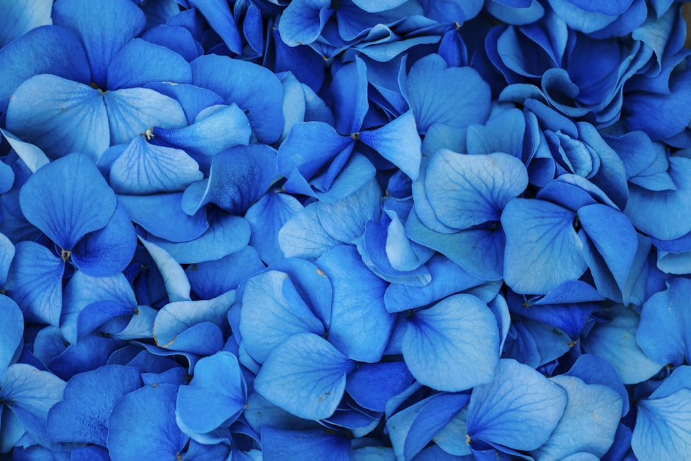 flores azules con hojas verdes