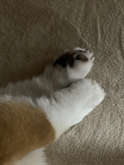 Close-up of a dog's paw wearing a tiny knitted bootie with bright colors.