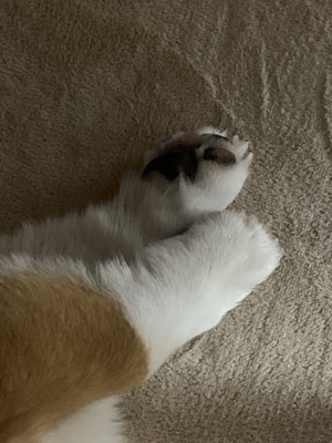 A close-up of a pet's paws resting on a textured surface, showcasing white fur with orange and black patches.
