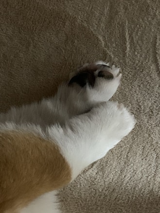 A close-up of a pet's paws resting on a textured surface, showcasing white fur with orange and black patches.