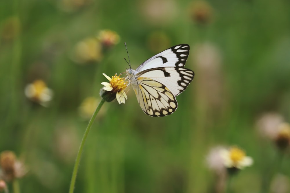 uma borboleta branca e preta sentada em uma flor