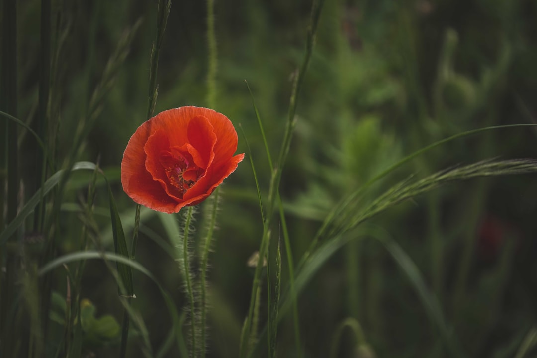 orange flower in tilt shift lens