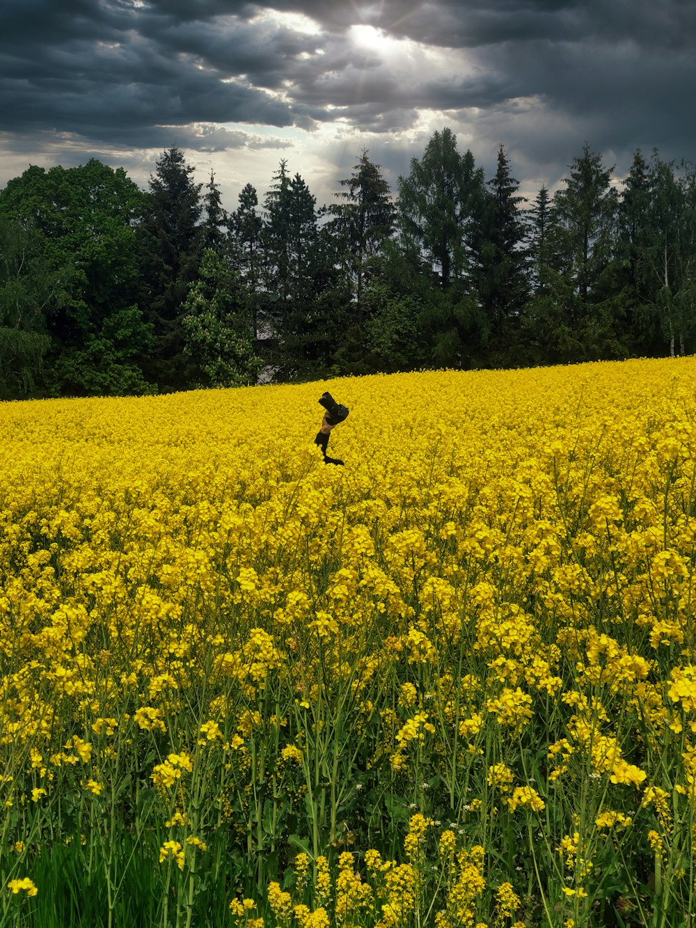 a field full of yellow flowers under a cloudy sky