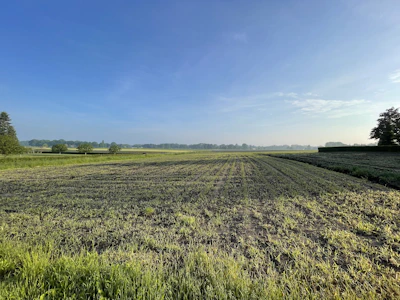 A vibrant field with rows of fresh vegetables ready for harvest under a clear blue sky.