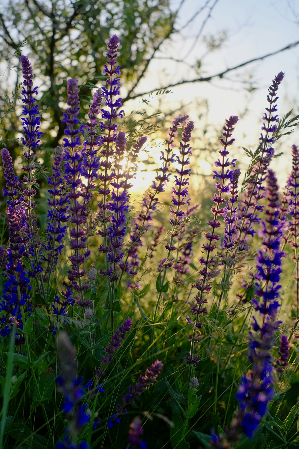 a bunch of purple flowers that are in the grass