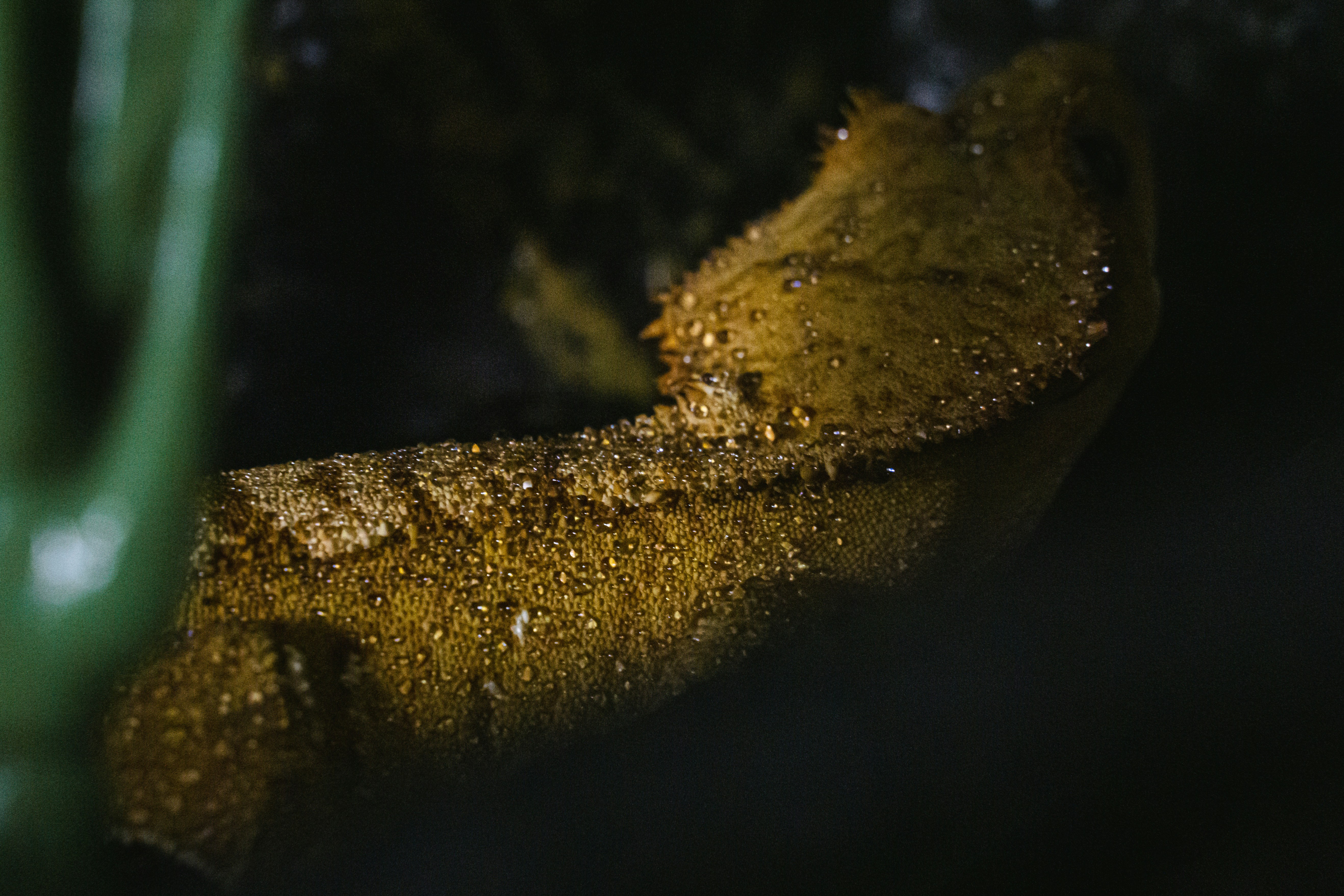 Gold miners surge as bullion breaches $5,000 record