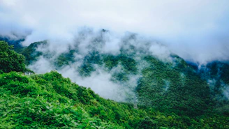 Misty mornings cloaking Kashmir's verdant valleys and snow-capped peaks in a serene glow