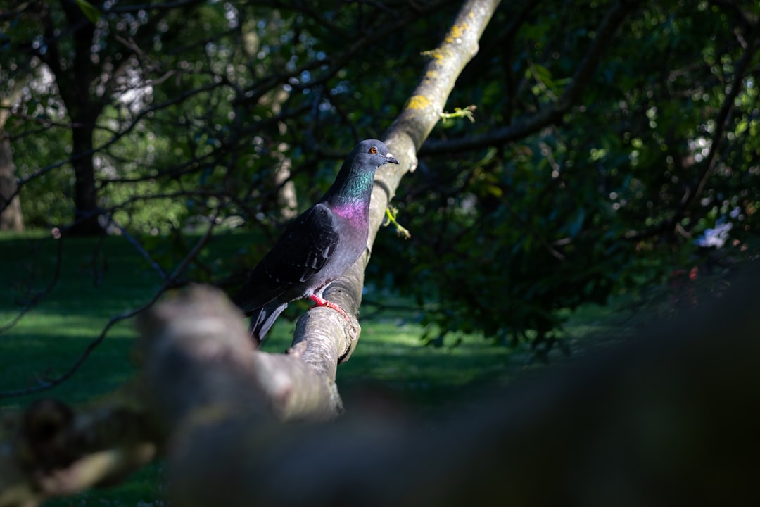 black and purple bird on brown tree branch