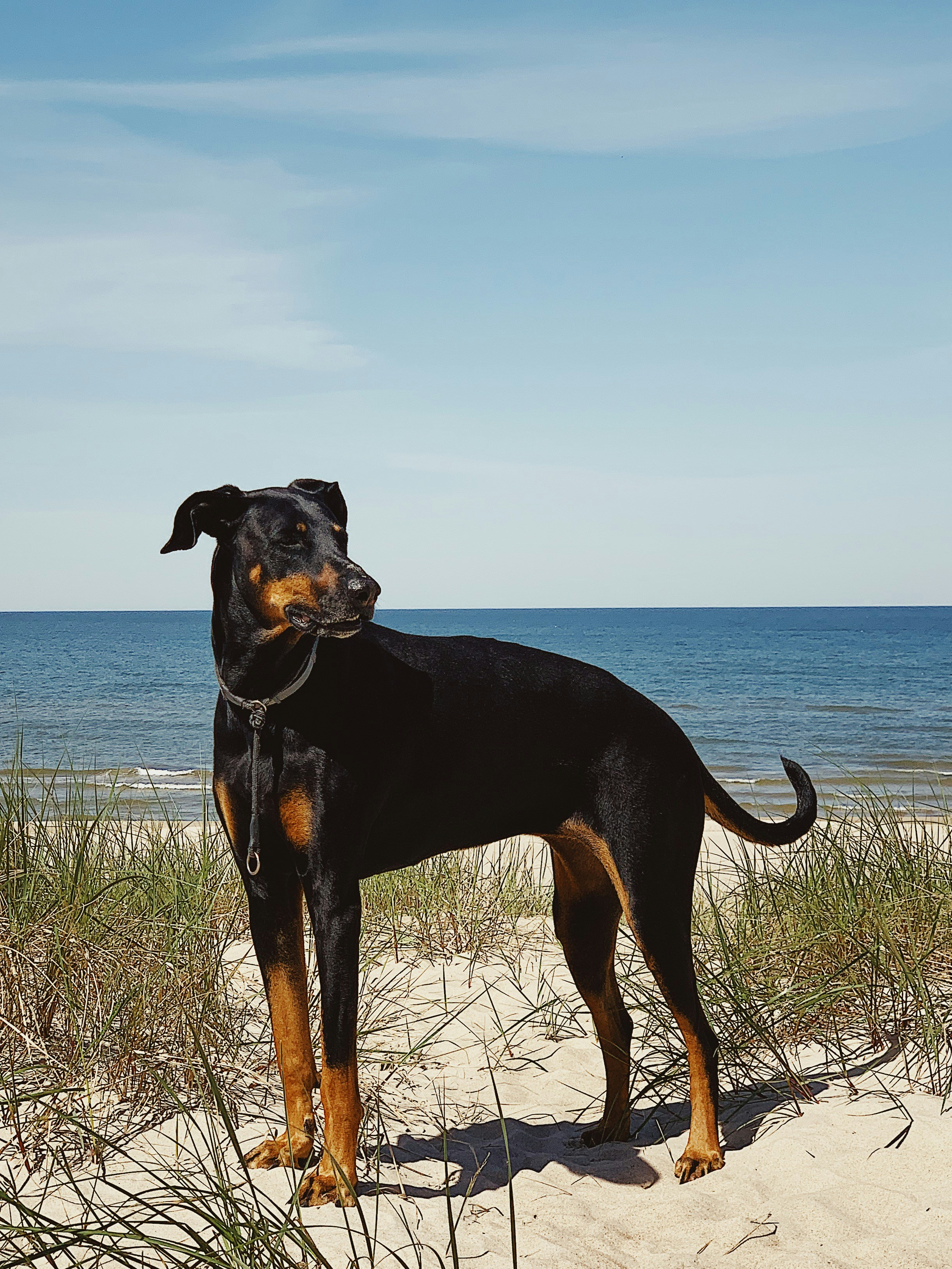 pinscher