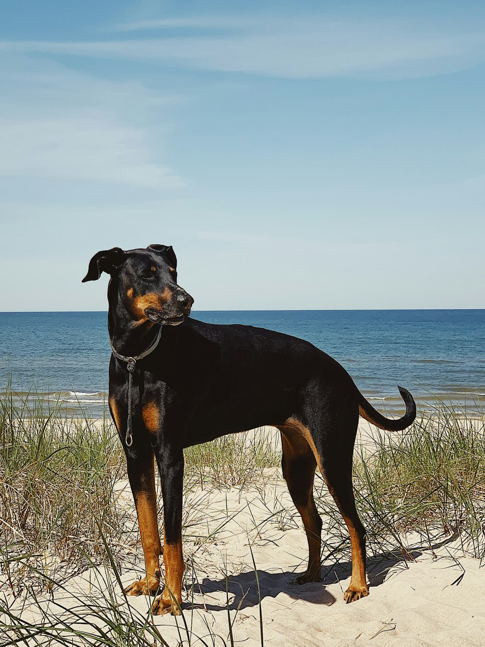 Un perro negro y marrón parado en la cima de una playa de arena