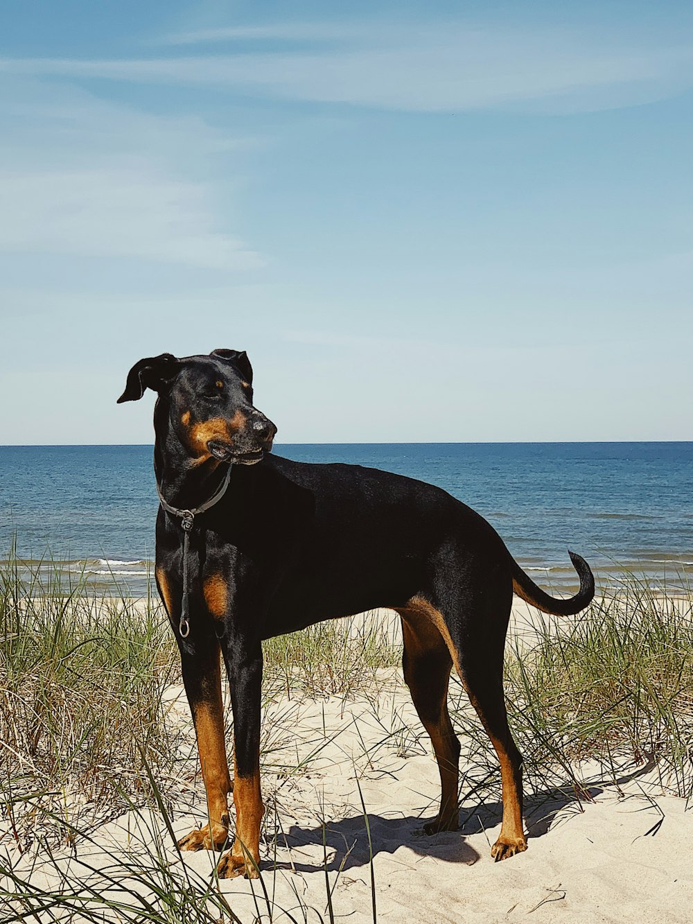 a black and brown dog standing on top of a sandy beach