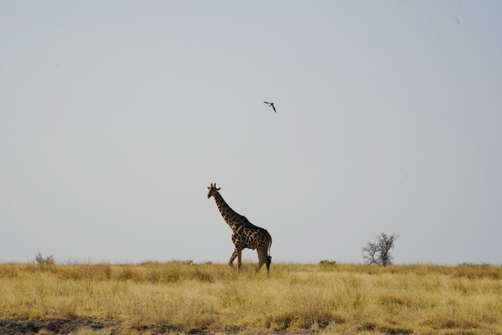 a giraffe walking across a dry grass covered field