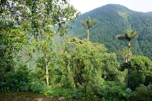Lush green forest with an abundance of tropical trees and dense foliage, set against the backdrop of a mountainous landscape. Tall palm trees rise above the dense undergrowth, and various shades of green paint the entire scene, conveying the vitality and richness of a thriving ecosystem.