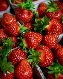 A cinematic close-up of ripe strawberries being carefully dried and packed with golden accents.