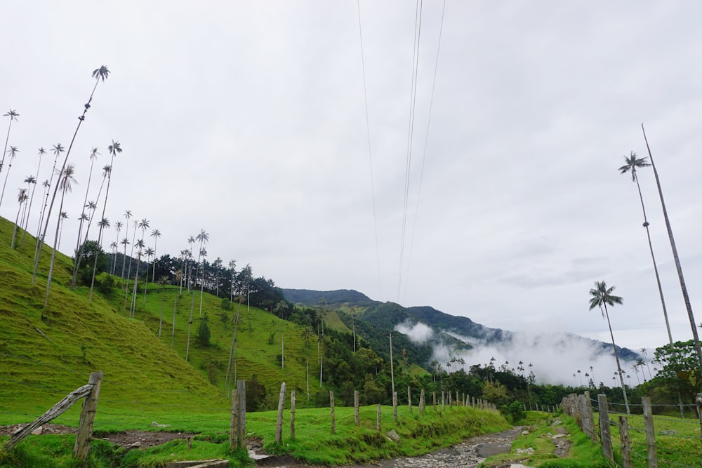 a lush green hillside covered in palm trees