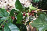 A branch of a coffee plant with glossy green leaves and clusters of red and green coffee cherries. The surrounding area appears to be part of a dense garden or plantation with other foliage visible in the background.