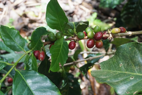 A branch of a coffee plant with glossy green leaves and clusters of red and green coffee cherries. The surrounding area appears to be part of a dense garden or plantation with other foliage visible in the background.