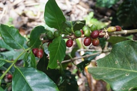 A branch of a coffee plant with glossy green leaves and clusters of red and green coffee cherries. The surrounding area appears to be part of a dense garden or plantation with other foliage visible in the background.