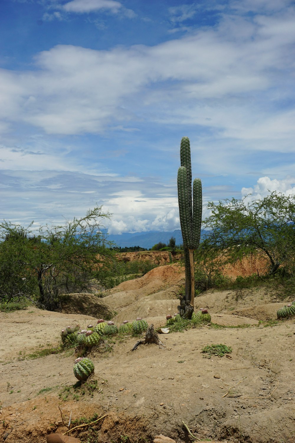 a large cactus in the middle of a desert