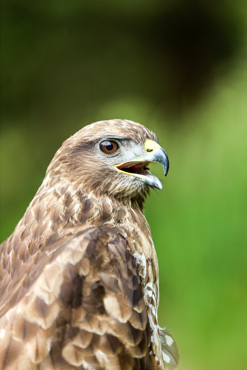 a close up of a bird of prey