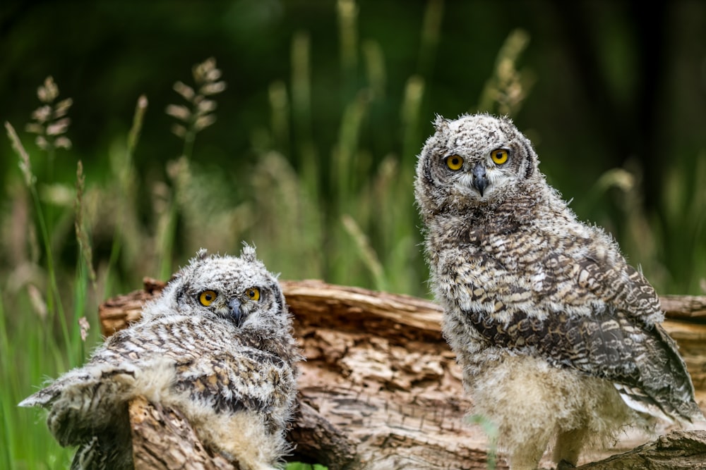 a couple of owls sitting on top of a log